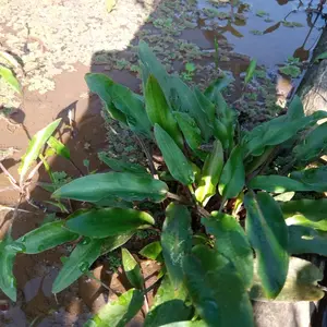 criptocorine green perbbtg tanaman aquascape