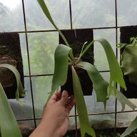 Gambar platycerium bifurcatum dutch dari Akas Floris Kab. Bogor 2 Tokopedia