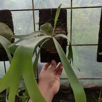 Gambar platycerium bifurcatum dutch dari Akas Floris Kab. Bogor 4 Tokopedia