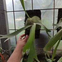 Gambar platycerium bifurcatum dutch dari Akas Floris Kab. Bogor 3 Tokopedia