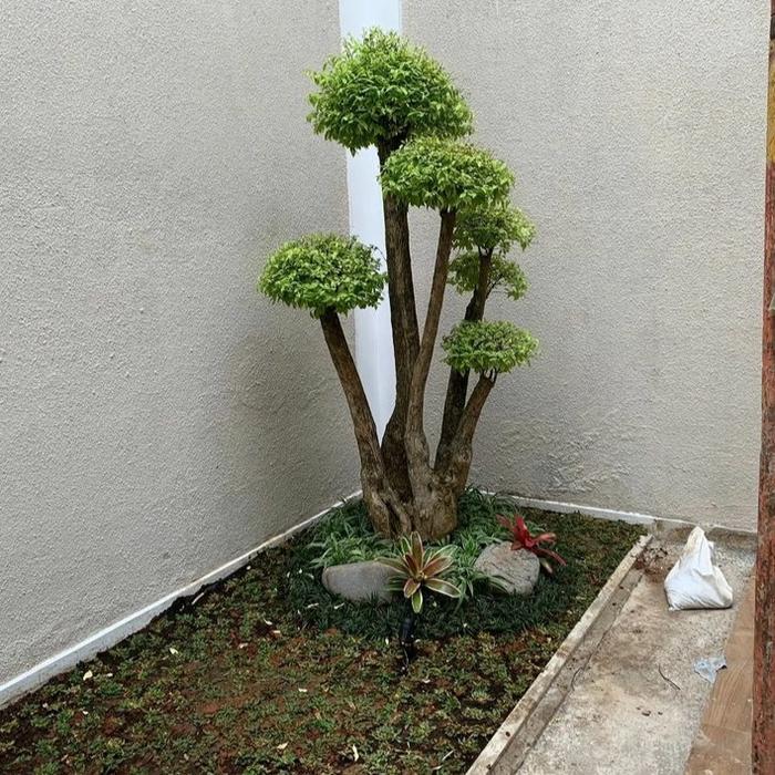 ginseng bonsai verliert grüne blätter Ficus Ginseng main image 1