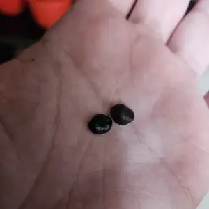 Batu Mustik4 Dwi Aji Pamungkas