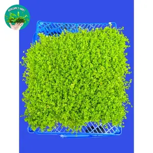 Karpet Monte Carlo Tanaman Air Aquascape Hiasan Aquarium | Tanaman Dasar Aquascape