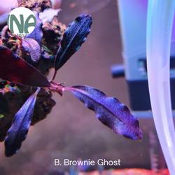 Jual Bucephalandra Ghost Terlengkap & Terbaik - Harga Murah