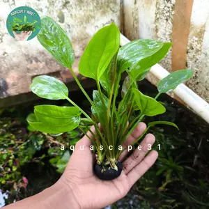echinodorus cordifolius/melati air tanaman Aquascape Hiasan Aquarium media wabikusa