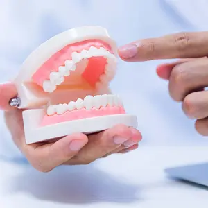 Model Study Gigi Abs Phantom Gigi Lepasan Model Gigi Palsu Portable Dental