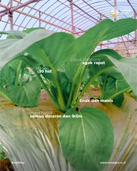 Gambar BENIH SAWI HIJAU ANDINI Kemasan Urban Farming dari Tunas Agro Persada Kab. Demak 5 Tokopedia