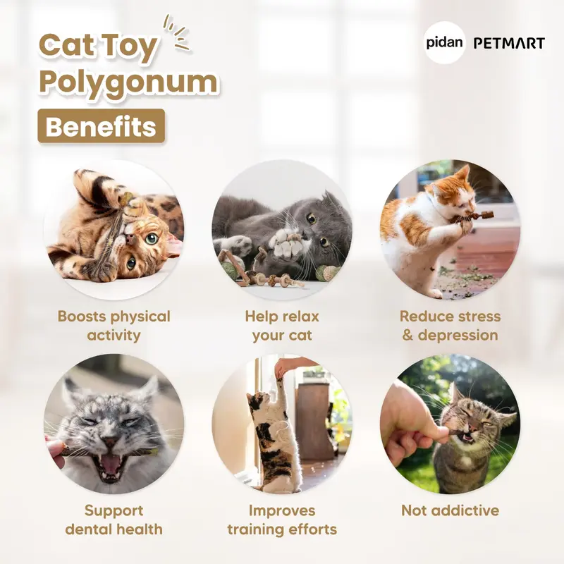PIDAN Polygonum Cat Toy Catnip Series 1