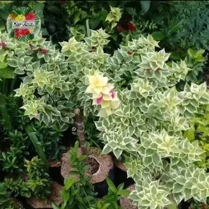 Batang Bougenville Variegata - Batang Bugenvile Variegata