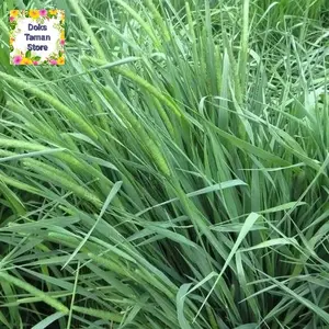 1000 Benih Rumput Timoty - Benih Timoty (Timoty Grass)