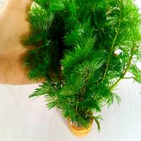 Gambar cabomba green tanaman aquascape dari Aquaticfarm Kab. Bogor 5 Tokopedia