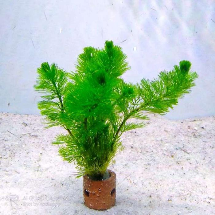 Gambar cabomba green tanaman aquascape dari Aquaticfarm Kab. Bogor Tokopedia