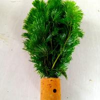 Gambar cabomba green tanaman aquascape dari Aquaticfarm Kab. Bogor 3 Tokopedia
