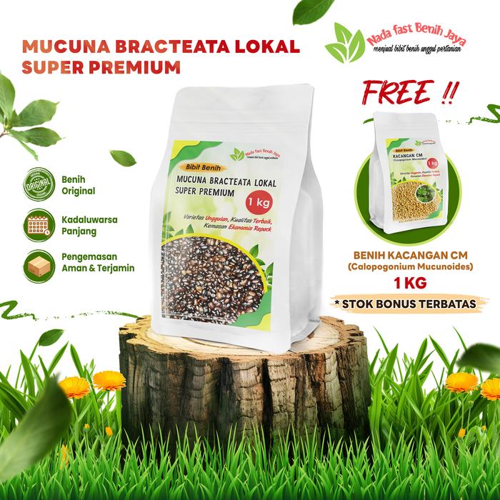 Gambar Benih Mucuna Bracteata premium 1 kg Bonus benih kacangan CM 1 kg dari Nada fast benih jaya Kab. Banyumas Tokopedia
