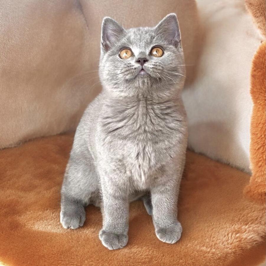 Req british shorthair fem blue