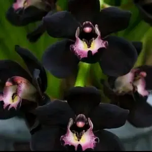 Tanaman hias anggrek dendrobium black papua   anggrek dendrobium