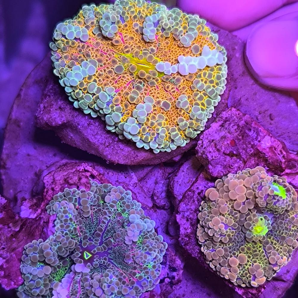 jamur jerawat mix karang hias laut