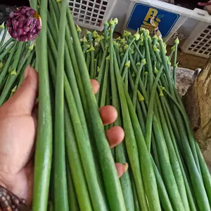 Bunga bawang/ulated fresh langsung dr kebun