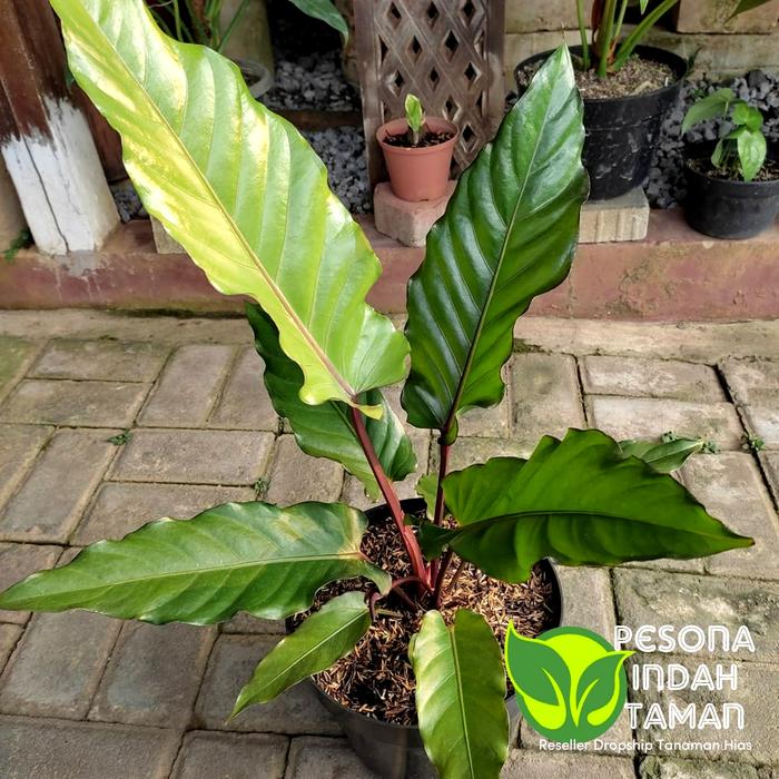 dracaena marginata tricolour Dracaena Marginata Tricolor | Care Guide and Pro Tips - Delivery from  Toronto across Canada
