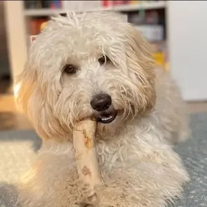Snack gigitan anjing kayu kopi mainan kunyah anjing