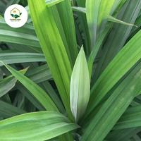 Gambar Daun Pandan Organik Segar (per helai) dari Pondok Alam Kab. Sleman 1 Tokopedia