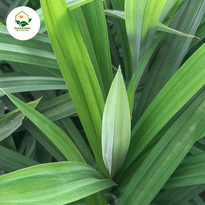 Gambar Daun Pandan Organik Segar (per helai) dari Pondok Alam Kab. Sleman Tokopedia