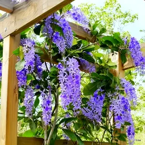 Tanaman hias Petrea volubilis [BIG SIZE]/ bunga patrea ungu Putih