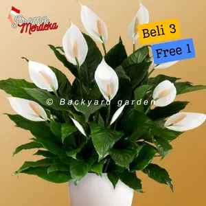 tanaman hias indoor peace lily sepatu