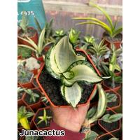 Gambar sansievera golden wendy dari Junakaktus Kab. Bandung Barat 1 Tokopedia