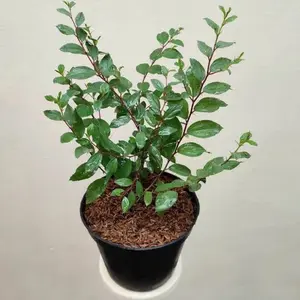 Tanaman Herbal Daun Bidara Arab (Pengusir Setan)