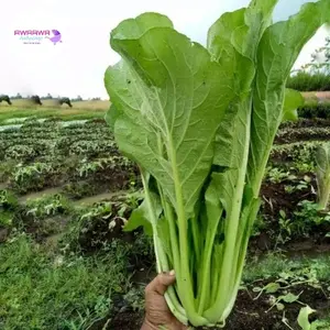 benih sawi caisim bibit besar jumbo hidroponik tanah