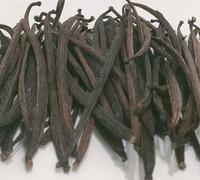 Gambar Vanilla Beans Buah 10GR Grade B Gourmet - Kualitas Terbaik dan Termurah Tanaman Vanili dari Herbal168FJ Kota Administrasi Jakarta Utara 2 Tokopedia
