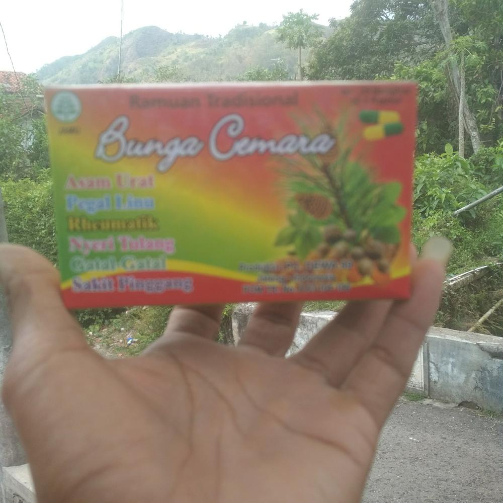 kapsul bunga cemara original asam urat