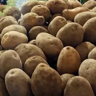 Kentang Jumbo Segar Kentang Super Besar Potato Fresh 250gr 500gr 1000gr / 1kg Sayuran 0