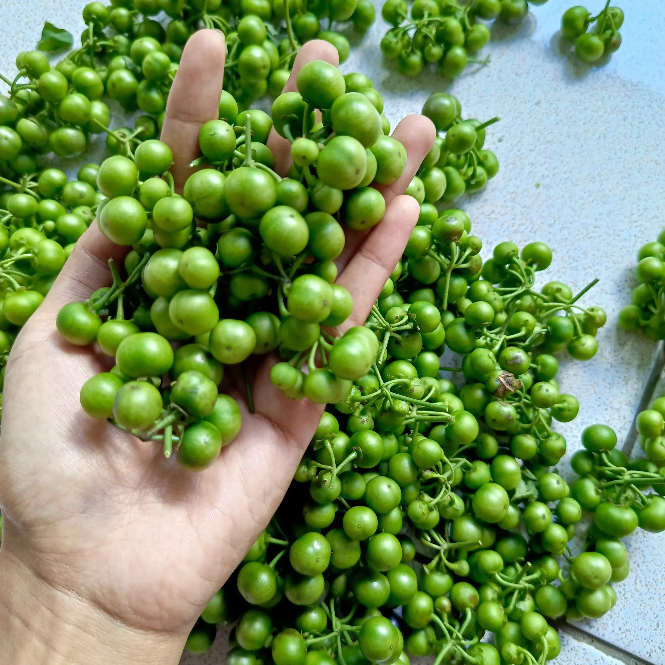 sayur Leunca atau Lencak 1 kg fress langsung petik dari kebun