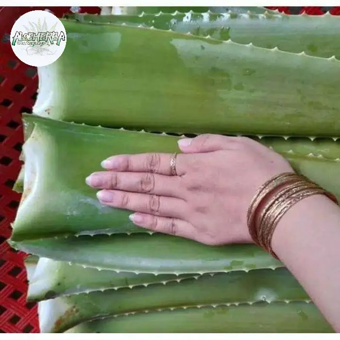 Bibit Tanaman Lidah Buaya Jumbo - Aloe Vera Pontianak Jumbo - Shop |  Tokopedia