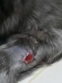 Gambar Obat luka kucing spray cepat menyembuhkan luka paling laku dari Biokatan Official Kota Depok 2 Tokopedia