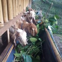 Gambar Daging Kambing Muda Peternakan Lokal - 1/2 Kg dari Intisari Sains Medis Kota Denpasar 2 Tokopedia