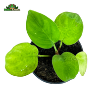 Gambar Tanaman Vivarium/Paludarium Homalomena sp dari Dunia Anura 99 Kota Administrasi Jakarta Barat 2 Tokopedia