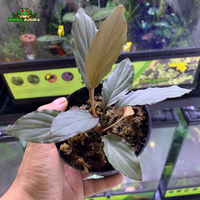 Gambar Tanaman Vivarium Homalomena Sp Silver dari Dunia Anura 99 Kota Administrasi Jakarta Barat 2 Tokopedia
