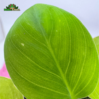 Gambar Tanaman Vivarium/Paludarium Homalomena sp dari Dunia Anura 99 Kota Administrasi Jakarta Barat 3 Tokopedia