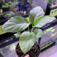 Gambar Tanaman Vivarium Homalomena Sp Silver dari Dunia Anura 99 Kota Administrasi Jakarta Barat 3 Tokopedia