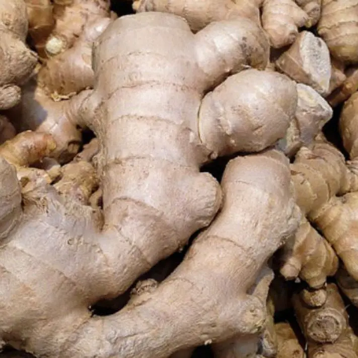 Jahe Gajah Segar Ginger Fresh 250gr 500gr 1000gr / 1kg Bumbu Dapur Herbal Rempah-rempah Empon-empon Rimpang