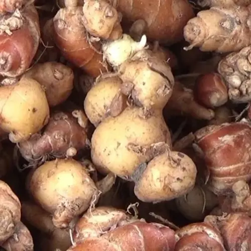 Kencur Cikur Segar Sand Ginger Fresh 250gr 500gr 1000gr / 1kg Bumbu Dapur Herbal Rempah-rempah Empon-empon Rimpang