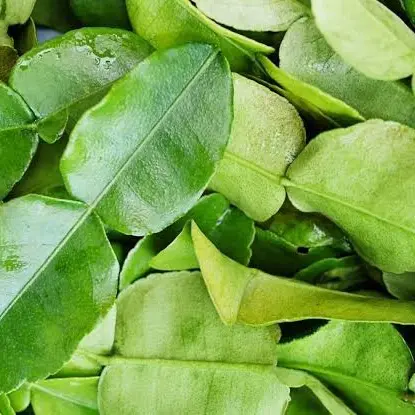 EKONOMIS: Daun Jeruk Purut Segar Kaffir Lime Leaf Fresh  Per Plastik Murah Bumbu Dapur Herbal Rempah-rempah Empon-empon