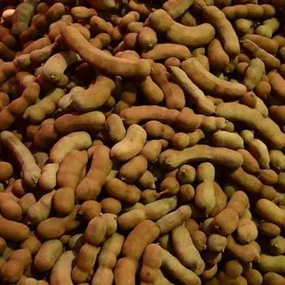 Asam Jawa Mentah Asem Jawa Mentah Segar Tamarind Fresh 250gr 500gr 1000gr / 1kg Bumbu Dapur Herbal Rempah-rempah Empon-empon