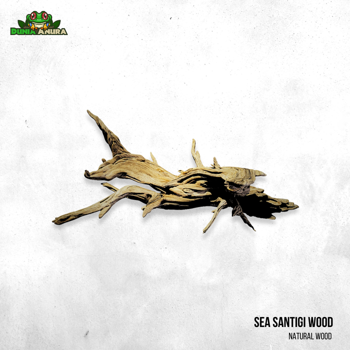 Gambar Kayu Santigi Laut ukuran XL dari Dunia Anura 99 Kota Administrasi Jakarta Barat Tokopedia