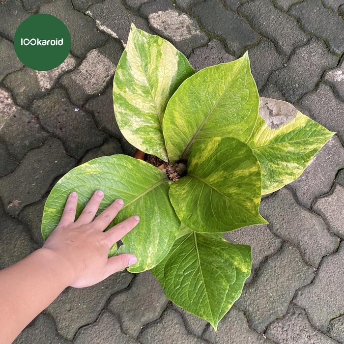 Jual Tanaman Hias Anthurium Jenmanii Variegata | Anthurium Jemani Varigata  - Kab. Bogor - Lookaroid | Tokopedia