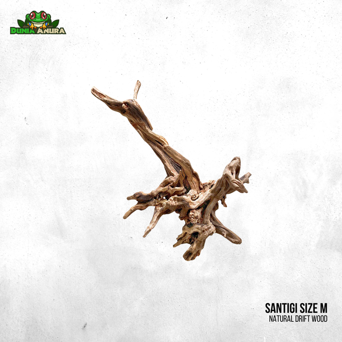 Gambar Kayu Santigi Laut ukuran M dari Dunia Anura 99 Kota Administrasi Jakarta Barat Tokopedia
