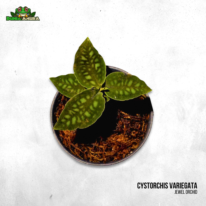 Gambar Tanaman Vivarium/Terrarium cystorchis variegata dari Dunia Anura 99 Kota Administrasi Jakarta Barat Tokopedia